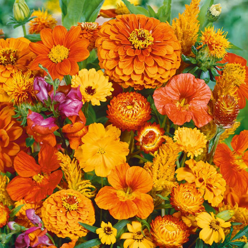 Seminte amestec de flori anuale portocalii