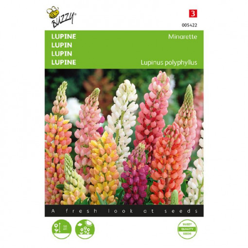 Seminte de lupin pitic Minarette, 1,5g, Buzzy, Olanda
