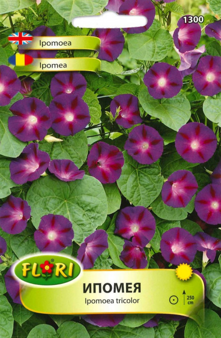Seminte de zorele albastre/ Ipomoea Grandpa Ot, 5g