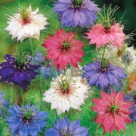 Seminte de Frumoasa noptii/ Mirabilis jalapa mixe, 450 seminte