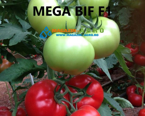 Seminte de tomate Bif, Mega Bif f1, 1000 seminte, Genetika