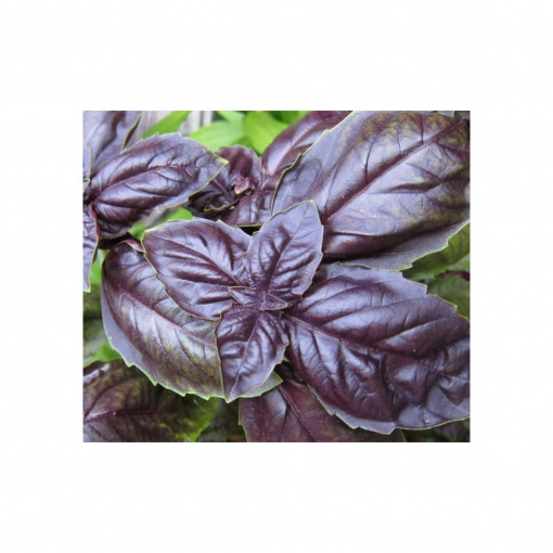 Seminte de busuioc rosu Red Basil 0.4gr, Agrosem