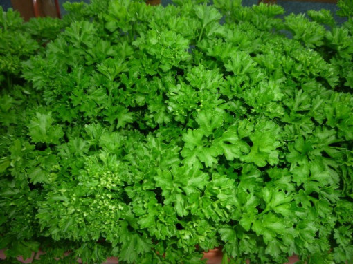 Seminte de patrunjel cret / Curly Moss, 5 g