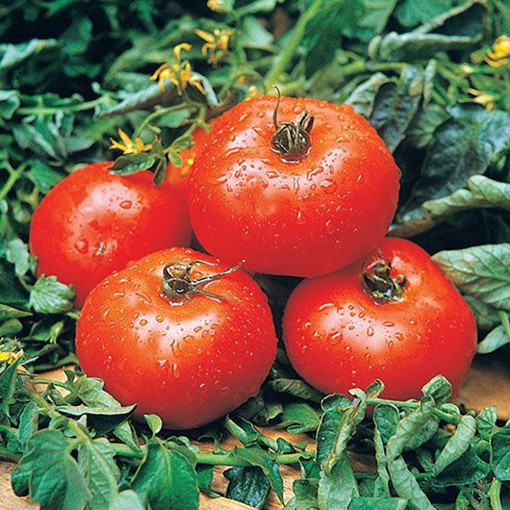 Seminte de Rosii Ace 55, seminte de tomate mari, rezistente la transport si manipulare, Agrosem, 1gr
