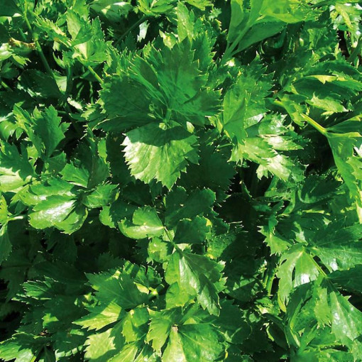Seminte de telina de frunze - Cutting Celery, cu frunze bogate, Agrosem, 5 gr.