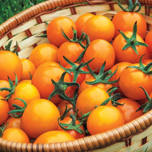 Seminte de tomate Orange Cherry 0.3gr, Agrosem