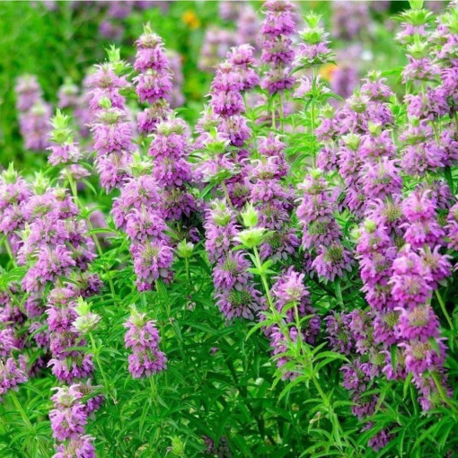 Menta decorativa seminte de menta perena rustica, Agrosem, 0,15 gr