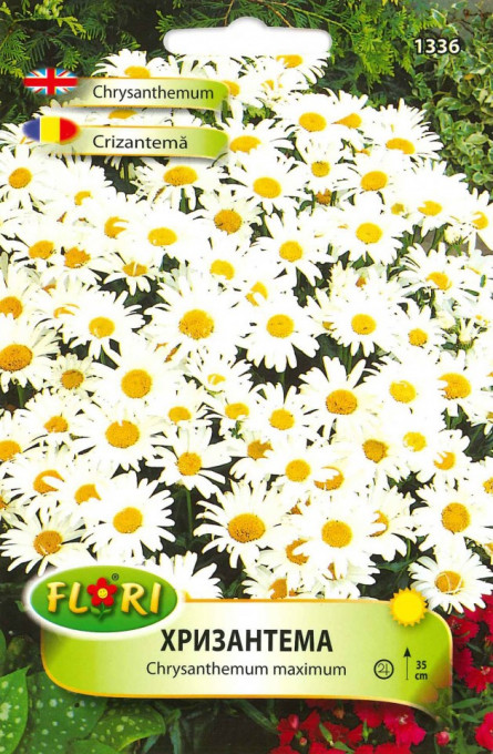 Seminte de Crizantema/ Chrysanthemum maximum, 350 seminte