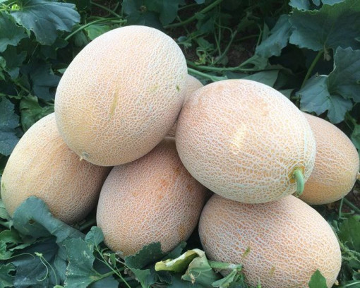 Seminte de pepene galben, tip ananas, Anastasia F1, 500 seminte, Genetika