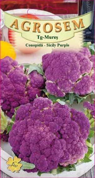 Seminte de conopida Sicily Purple 1 gram