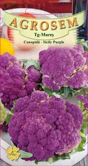 Seminte de conopida Sicily Purple, soi tardiv, 1 gram