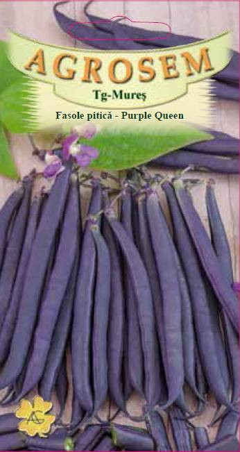 Seminte de fasole pitica violet Purple Queen 10 grame