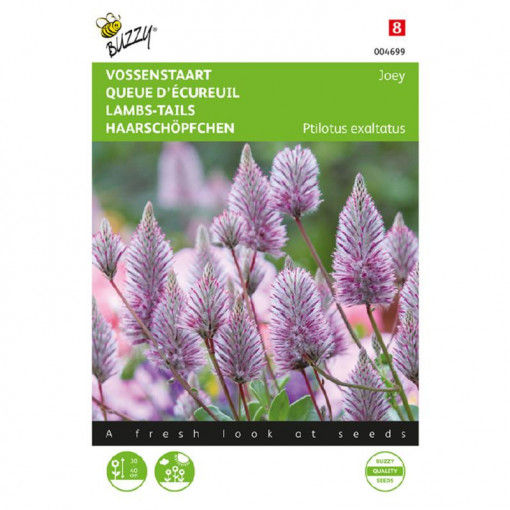 Seminte de Ptilotus (coada mielului), 0.5g, Buzzy, Olanda