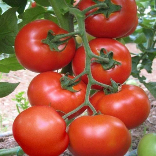 Seminte de Tomate Buzau 47, soi semitimpuriu, cu crestere determinata, 0.25gr