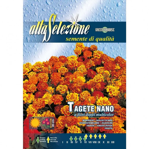 Seminte de Craite pitice, flori duble multicolore, 1.6g, Franchi