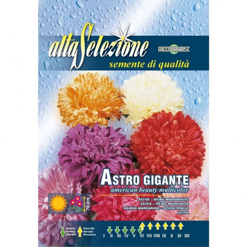 Seminte de Ochiul boului gigant, Frumoasa Americana multicolor, 1.5g, Franchi