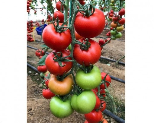 Seminte de Tomate, Samira F1, 1000 Seminte, Genetika