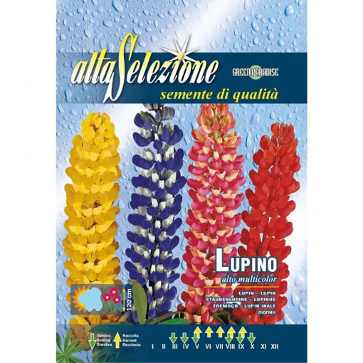 Seminte de Lupin inalt multicolor, 2g, Franchi