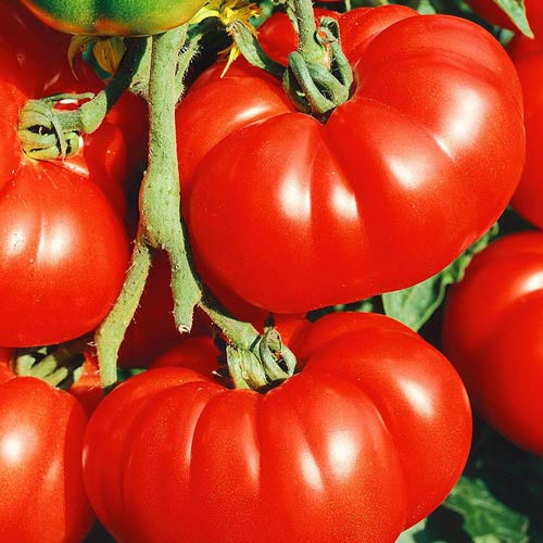 Seminte de tomate Gigant rosu, 150 seminte, 0,5 g