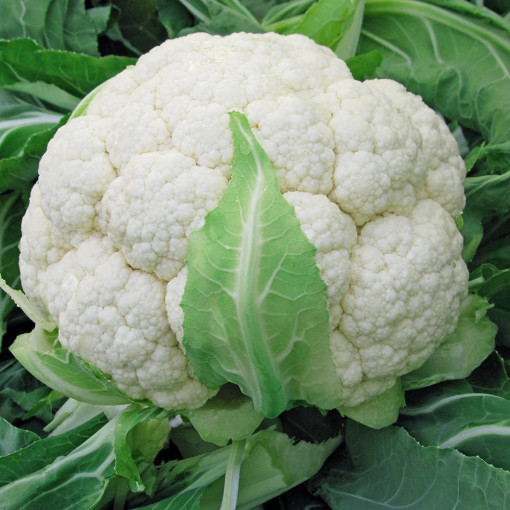 Seminte de conopida Snowball, soi semitimpuriu, cu capatana mare, rotund-turtita, alba, Agrosem, 1gr