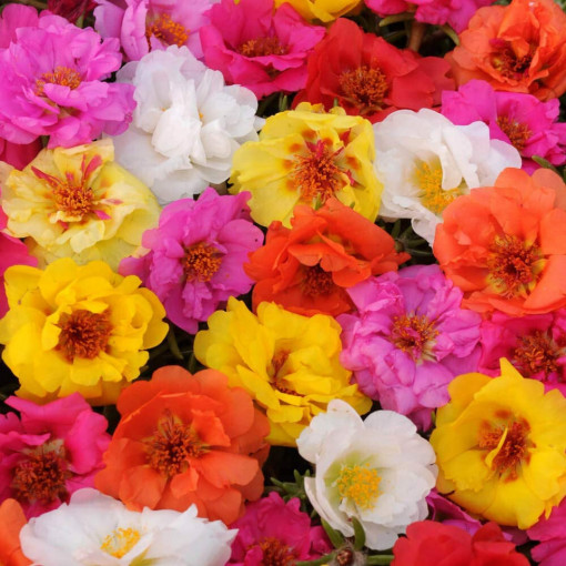 Seminte de floare de piatra mix, 0,5g