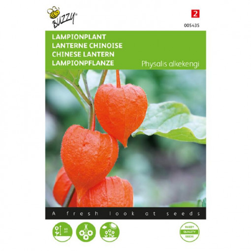 Seminte de Physalis gigantea, 0,25g, Buzzy, Olanda