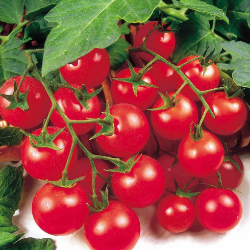 Seminte de rosii Red Cherry, soi timpuriu cu crestere nedeterminata, Agrosem, 0.3 gr.