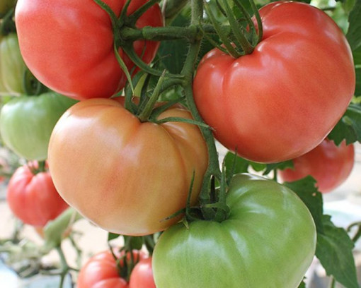 Seminte de tomate roz,belleda F1, 500 seminte, Genetika