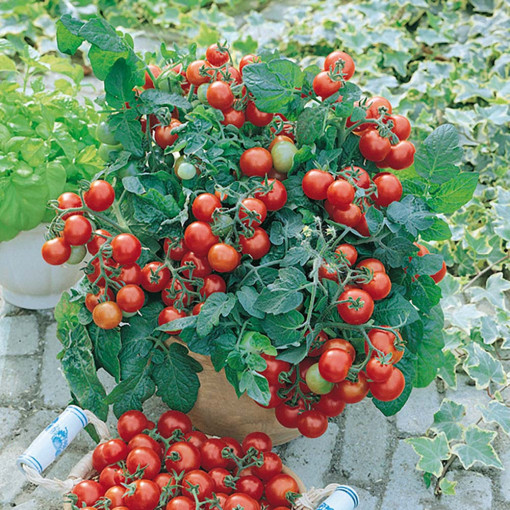 Rosii Balkonzauber, seminte de tomate curgatoare pentru balcon, Agrosem, 0.5gr