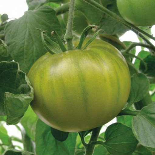 Seminte de tomate verzi timpurii, crestere nedeterminata, gust deosebit, Smarald, Agrosem, 0,3gr