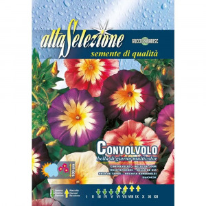 Seminte de Frumoasa diminetii multicolor, 4g, Franchi