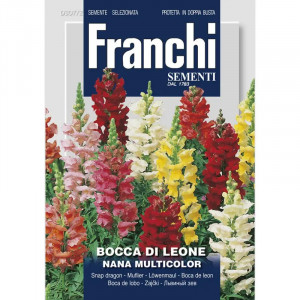 Seminte de Gura Leului pitic multicolor, 2g, Franchi