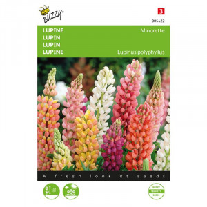 Seminte de lupin pitic Minarette, 1,5g, Buzzy, Olanda