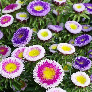 Semintede Ochiul Boului bicolor mix, planta decorativa anuala cu flori mari, bicolore, Agrosem