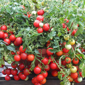 Rosii Balkonzauber, seminte de tomate curgatoare pentru balcon, Agrosem, 0.5gr
