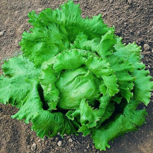 Salata tip iceberg, Great Lakes, Agrosem, 2gr