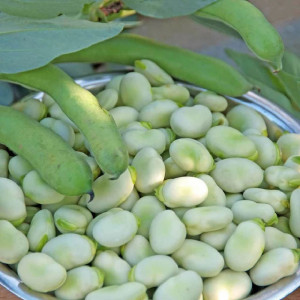 Seminte de bob Superaguadulce 18g, Agrosem