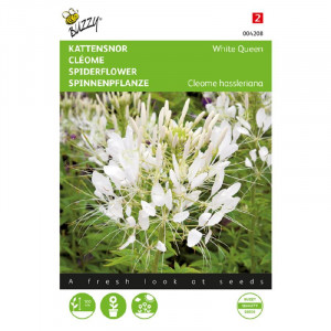 Seminte de Cleome White Queen, 0,5g, Buzzy, Olanda
