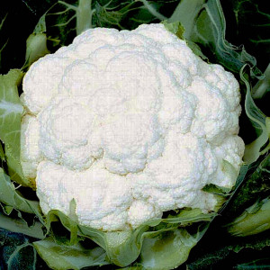Conopida alba semitimpurie, Igloo, 1gr