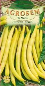Seminte de fasole pitica galbena Berggold 10 grame