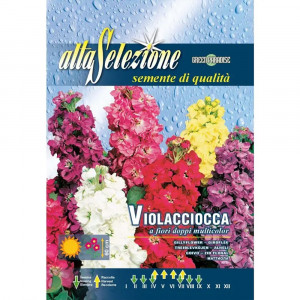 Seminte de Mixandra cu flori duble multicolor, 0.4g, Franchi