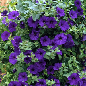 Seminte de Petunie mov, cu flori mari violet, deosebit de frumoase, Agrosem, 0,1 g.
