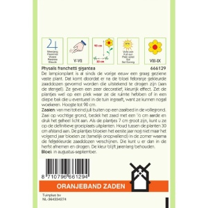Seminte de Physalis gigantea, 0,25g, Oranjeband Zaden, Olanda - Img 2