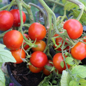 Rosii Balkonzauber, seminte de tomate curgatoare pentru balcon, Agrosem, 0.5gr