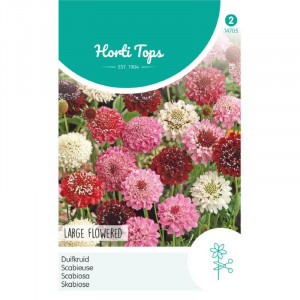 Seminte de Scabiosa mix, 0,6g, Horti Tops, Olanda