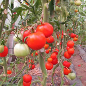 Tomate Buzau 4, soi semitimpuriu, cu crestere determinata, 25gr