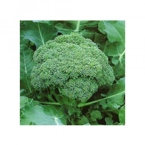 Seminte de broccoli Calabrese, 0.5g, Agrosem