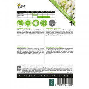 Seminte de Cleome White Queen, 0,5g, Buzzy, Olanda