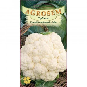 Conopida alba semitimpurie, Igloo, 1gr