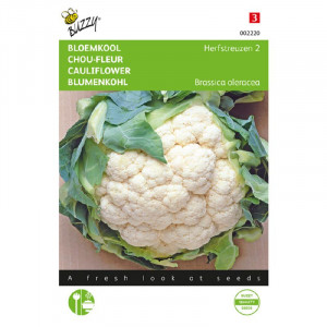 Seminte de conopida de toamna Giant, 2,1 g, Buzzy, Olanda